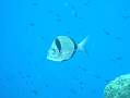 port cros 20-08 054
